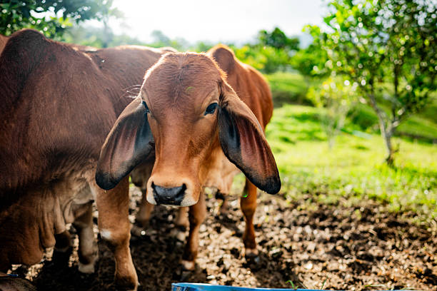 Calves at rural farm