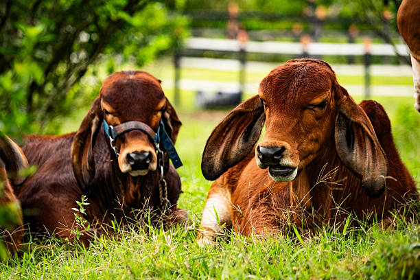 Calves at rural farm