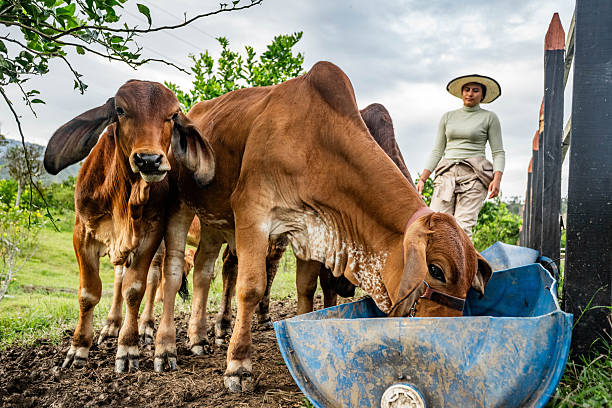 Calves and cows feeding on a rural farm