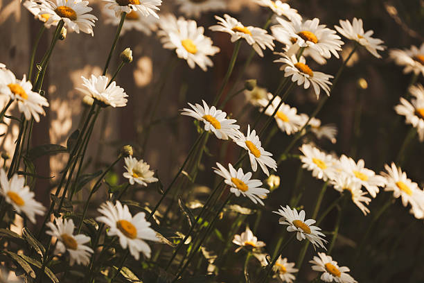 Daisies in a garden.