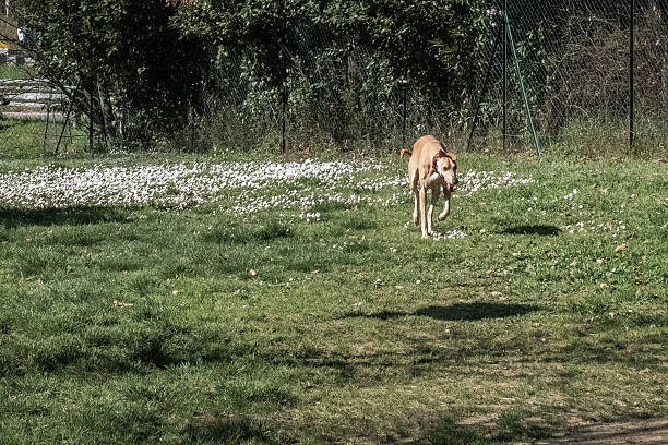 a bad mixed shepherd with open mouth in the park