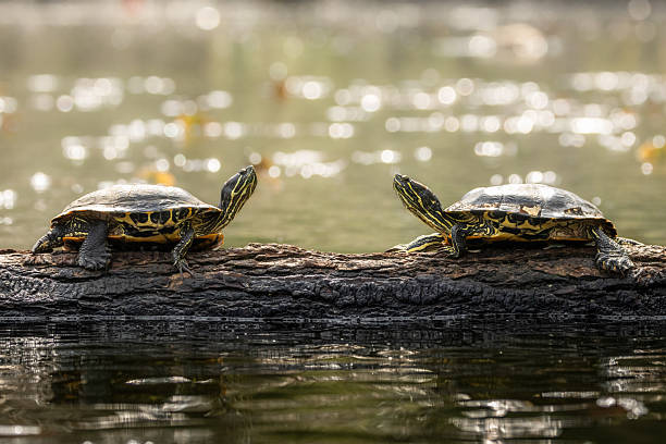Two Turtles Resting on a Log in a Natural Pond Setting