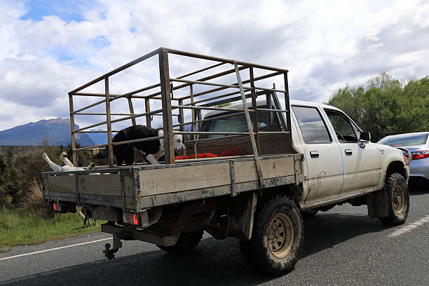 Pick-up / Pickup truck transporting dead sheep, New Zealand - November 21, 2019 /