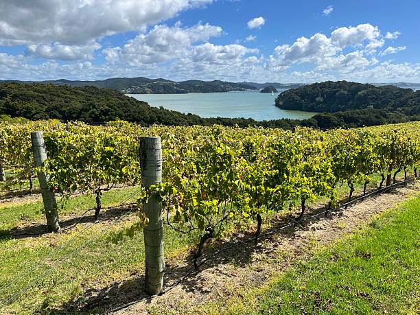 istock Northland Vineyard with sea view 2209054469
