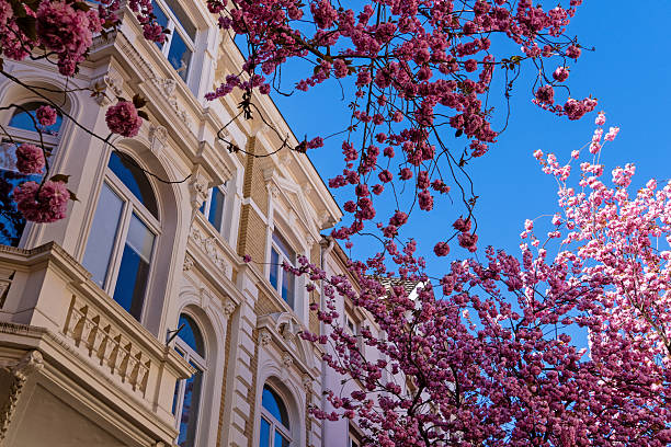 istock Cherry Blossom in Bonn 2209054862
