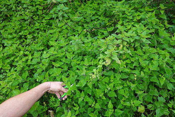 istock Farmer harvesting fresh nettles with scissors in a field 2209055580
