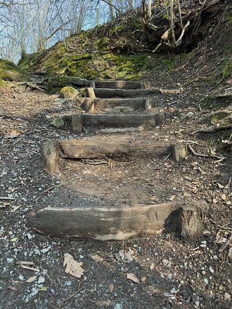 Earthy wooden steps built into a forest hillside path in early spring light