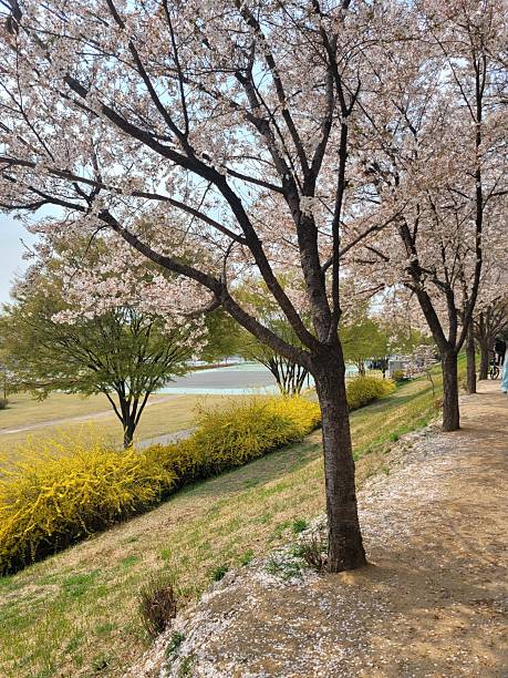 istock Spring of south korea 2209058119