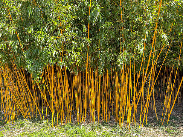 Close-up of enormous bamboo yellow stems with leaves. Zen background