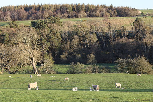 istock Sheep and lambs grazing in a field in spring sunshine 2209059844