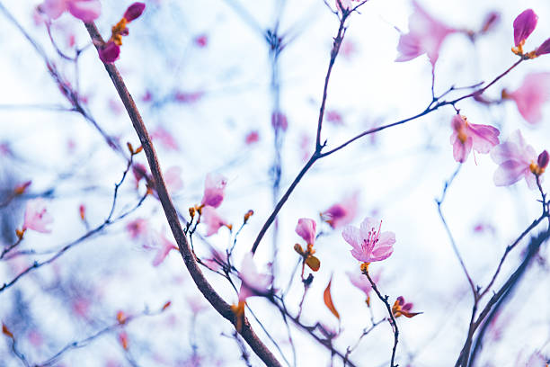 Wild Himalayan cherry blossoms fluttering in the wind in winter or early springtime with shallow depth of field. \n(Prunus cerasoides)