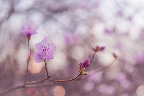 This is a close up photograph of cherry blossom flowers blooming in Central Park, NYC on a spring evening.