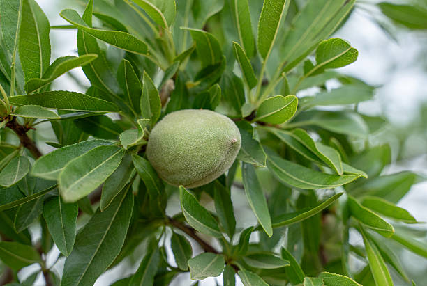 Close-up of green Almonds