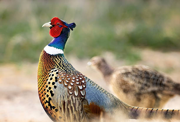 istock Ring-neck pheasant with mating color in the springtime 2209061019