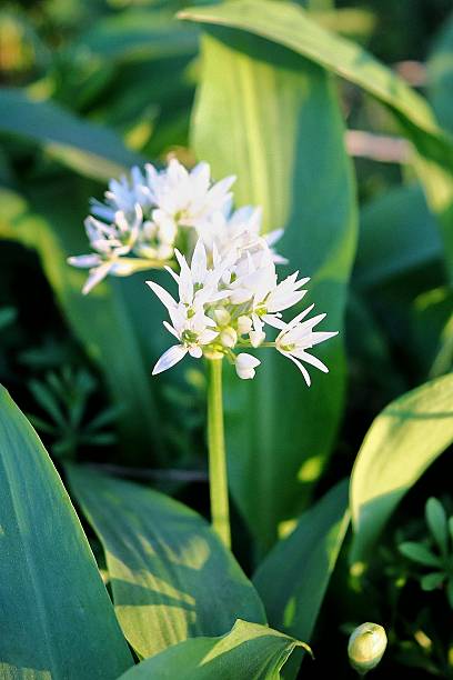 istock Spring buds and flowers awaken. 2209061702