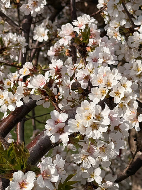 istock White cherry blossoms on branches with some young green leaves. This image is suitable for digital design, content creation, marketing, and educational use. 2209061986