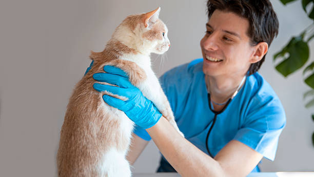 istock A cat and vet friendship! 2209062350