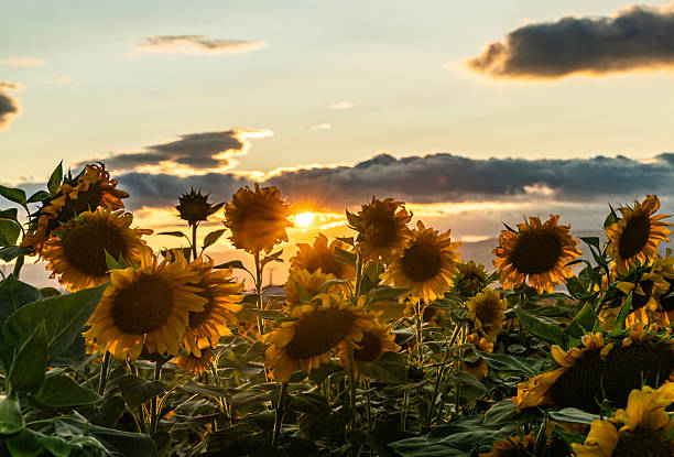 Golden sunflowers are illuminated by the warm light of the setting sun. Sunset light filters through the clouds, creating a magical atmosphere in the field. This scene is the perfect visual for projects that celebrate the cycle of nature, the abundance of summer, and the serenity of rural life.