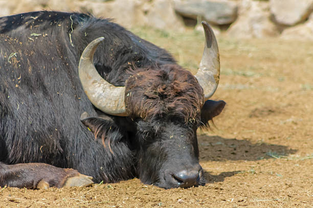 istock Water buffalo lying on dry ground near a stone wall 2209062811