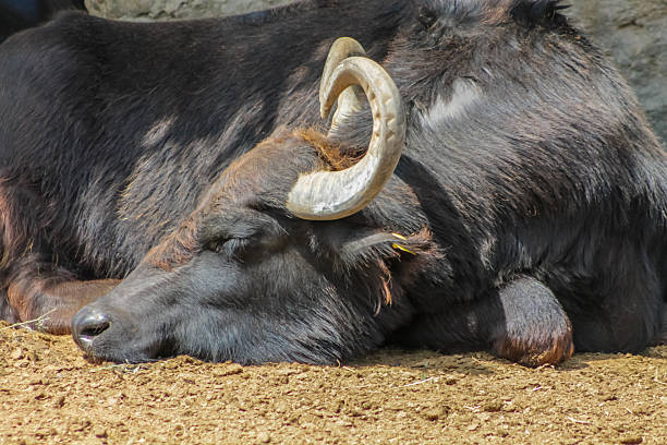 istock Water buffalo lying on dry ground near a stone wall 2209062819
