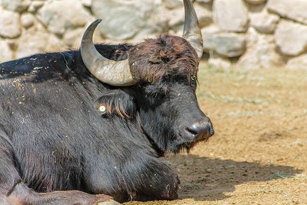 istock Water buffalo lying on dry ground near a stone wall 2209062820