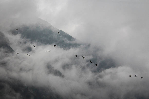 Birds flying along fog covered mountains along the highway in Switzerland, across the Alps.