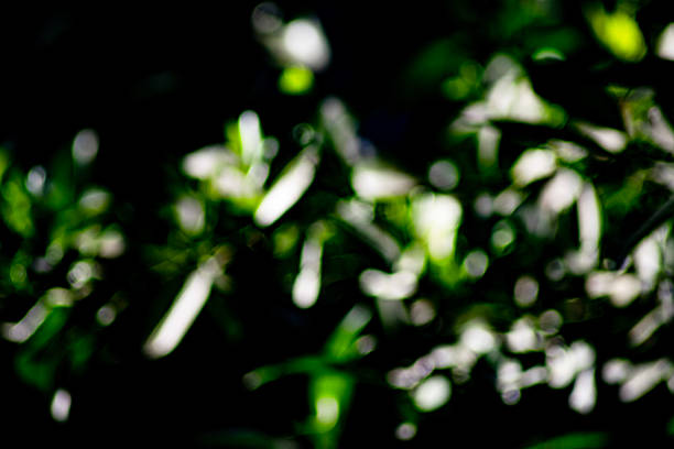An artistic composition of green leaves and branches captured in a blurred, out-of-focus style. The background contrasts dark shadows with lighter greens and whites, creating a dreamy and serene ambiance.