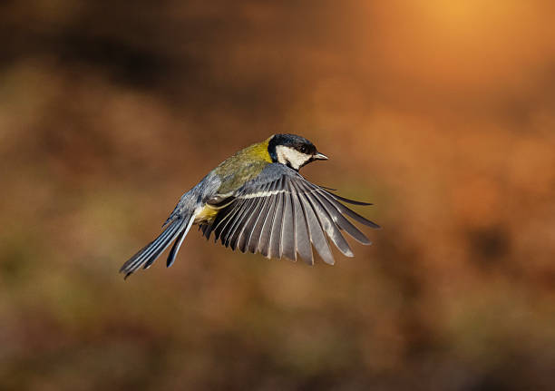 istock tit bird flying in sunny garden spreading wings and feathers 2209063929