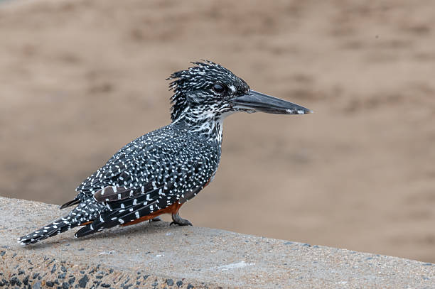 The Giant Kingfisher (Megaceryle maxima) is the largest kingfisher in Africa, where it is a resident breeding bird over most of the continent south of the Sahara Desert other than the arid southwest. lake Nakuru National Park, Kenya. Coraciiformes. With a large fish in its bill.
