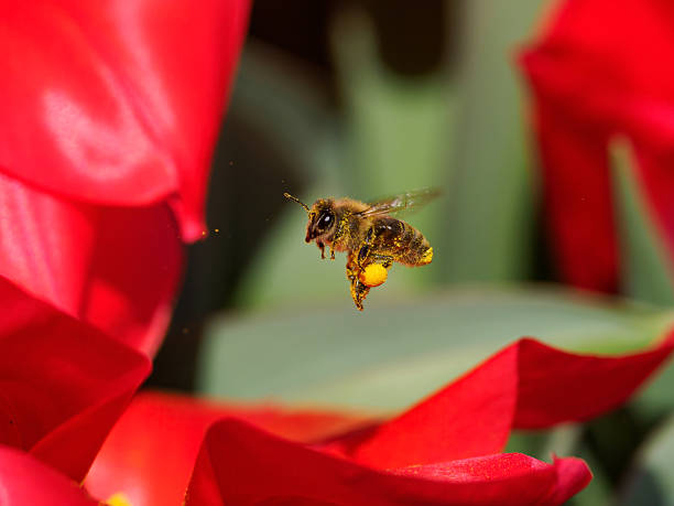 Red tulips with a flying Honey Bee in Oregon. Laden Pollen Basket.