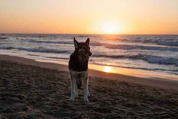 Animal, Dog, beach, sunset