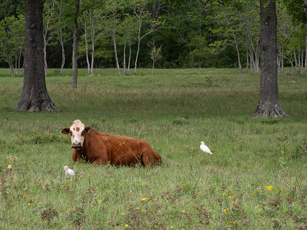 istock Hereford Cow Lying in a Grassy Meadow with Cattle Egrets 2209066712