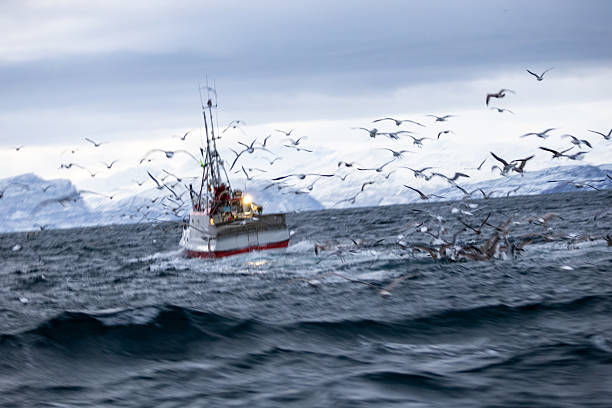 istock Whale watching at Skjervoy, Norway 2209067729
