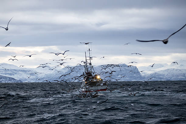 istock Whale watching at Skjervoy, Norway 2209067745