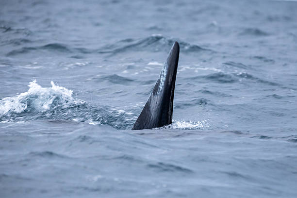 Skjervoy is the little town on the island of Skjervoya, surrounded by the Norwegian Sea. Whale watching is one of the major activities on this island.