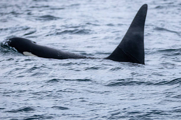 Whale watching, Juneau, Alaska
