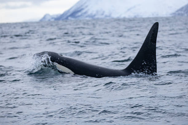 istock Whale watching at Skjervoy, Norway 2209067830