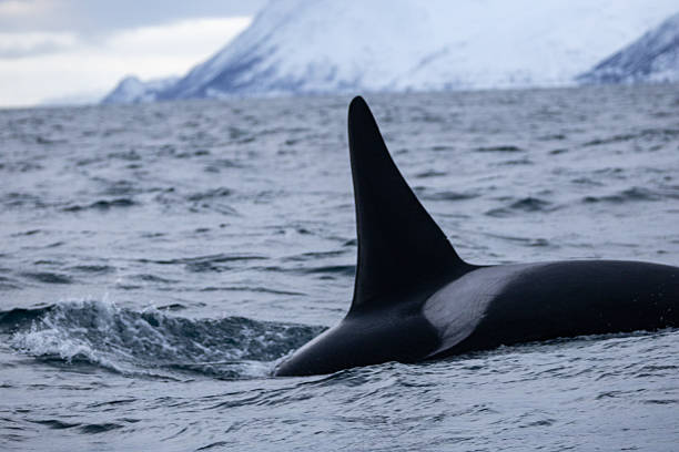istock Whale watching at Skjervoy, Norway 2209067841