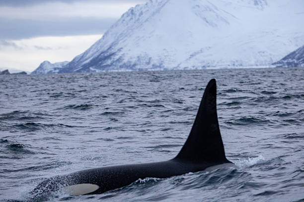 istock Whale watching at Skjervoy, Norway 2209067869