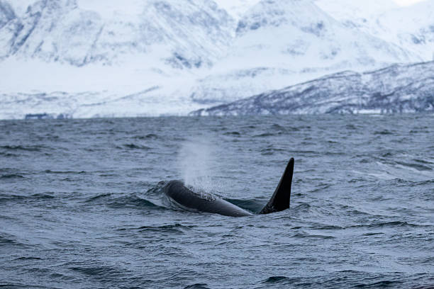 istock Whale watching at Skjervoy, Norway 2209067876