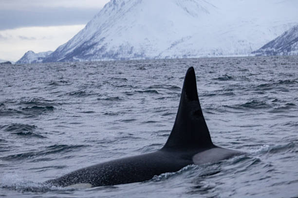 istock Whale watching at Skjervoy, Norway 2209067883