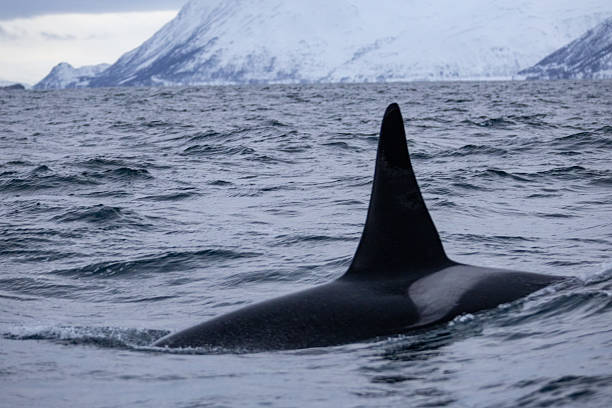 istock Whale watching at Skjervoy, Norway 2209067902