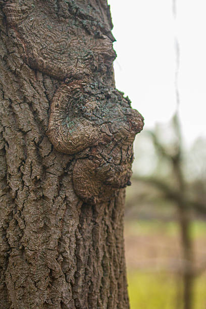 istock Pareidolia in the forest. Special portraits on and in tree trunks 2209068303