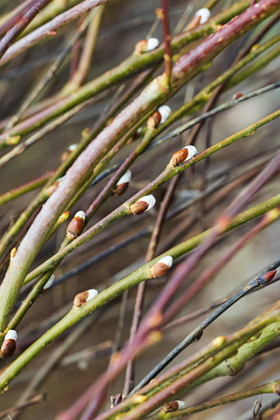 Pussy willow branches adorned with soft, furry catkins. Vertical background photo with selective soft focus