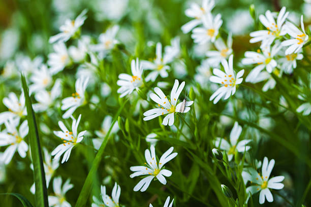 istock Delicate white wildflowers scattered across a vibrant green backdrop 2209070247
