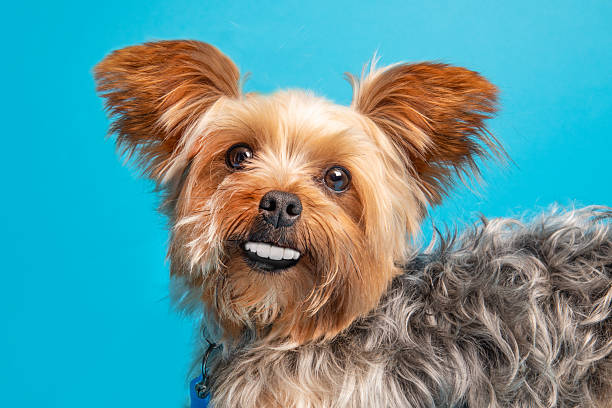 istock Funny Yorkshire Terrier with Human Teeth 2209070960