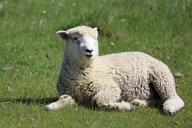 istock Romneyschaf / Romney sheep / Ovis 2209071400