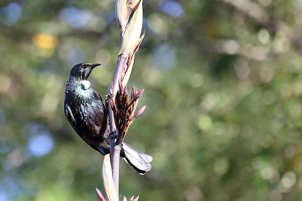 istock Tui / Tui / Prosthemadera novaeseelandiae 2209071625