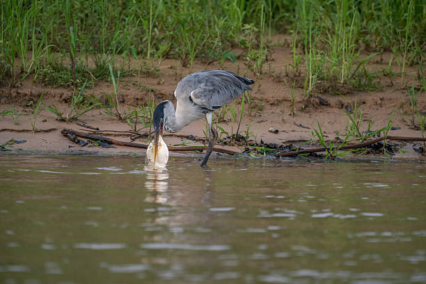 istock Cocoi Heron with a captured Piranha in its beak 2209075001