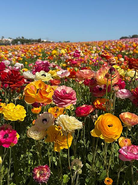istock Field of multi-colored Ranunculus Flowers in beautiful bloom 2209075570